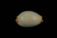 藏品(鯊皮寶螺)的圖片
